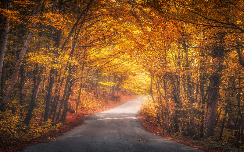 A Guide To Autumn Driving